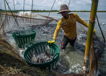 Thailand Aquaculture Increases Employment and Farmer Incomes by 97 Percent